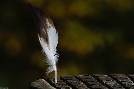 img 20141011 DSC 0763 edit FE r3840x2160 q95 s-1