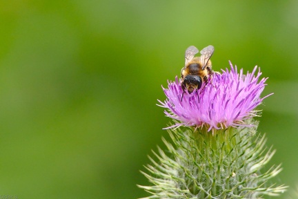 img 20160723 DSC 4420 edit 0 sans FE r3840x2160 q95 s-1